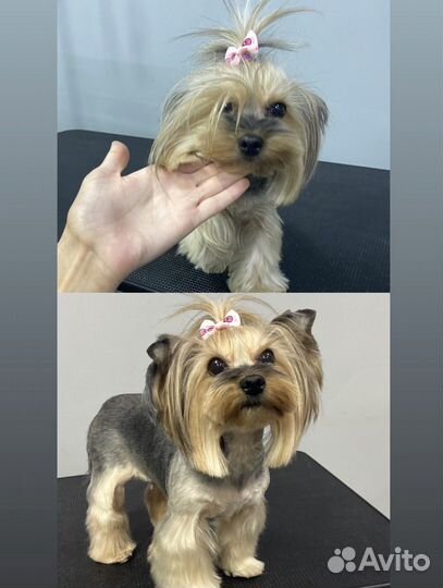 Груминг стрижка собак экспресс линька выческа