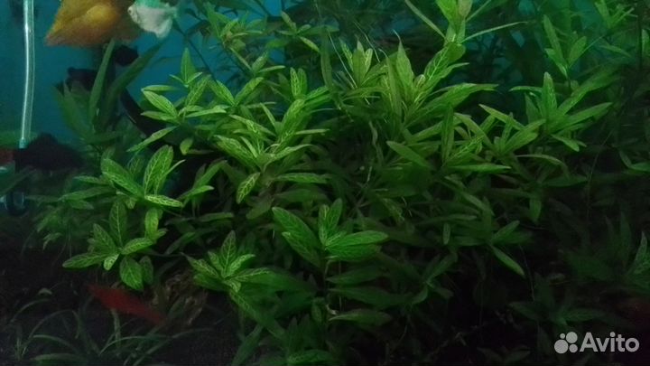 Аквариумное растение