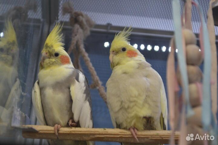 Продажа животных