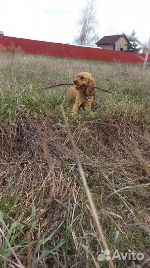 Вязка собак английский кокер спаниель