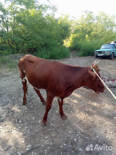 Продаю двух тёлок