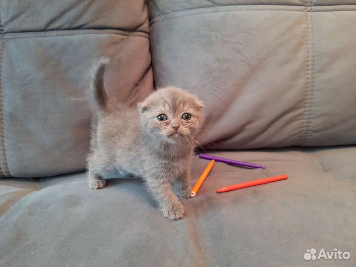 Шотландская вислоухоая девочка