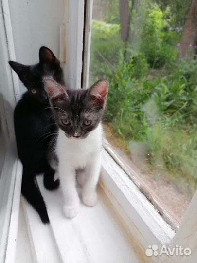 Котята ищут дом и семью