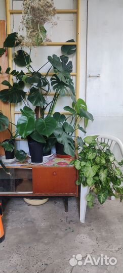 Комнатные растения цветы