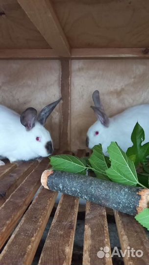 Калифорнийские кролики