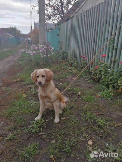Собака в добрые руки отдам бесплатно