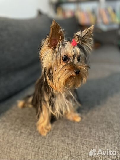 Продам щенка