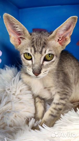 Ориентальные урчалки