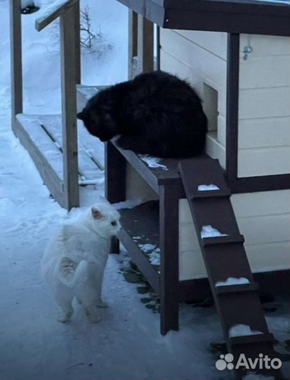 Уличный домик для кошек