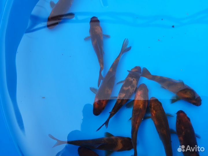 Карп кои породы Хи Уцури