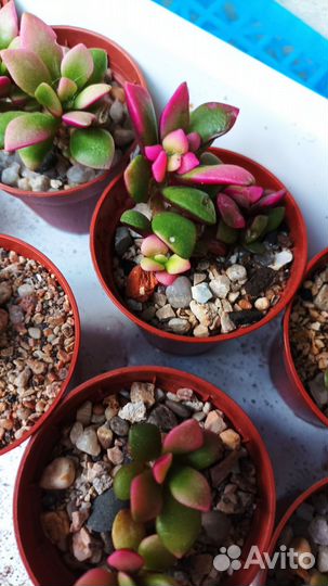 Суккуленты. Анакампсерос