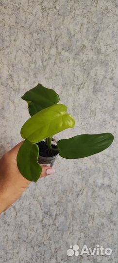 Филодендрон white wizard