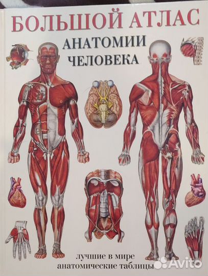 Анатомический атлас