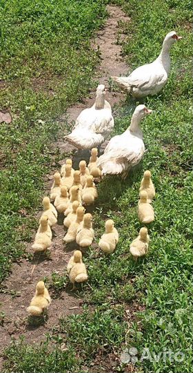 Мускусные утки с утятами