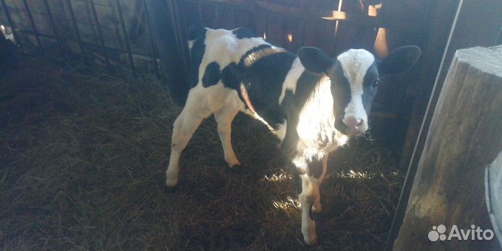 Телёнок бычок