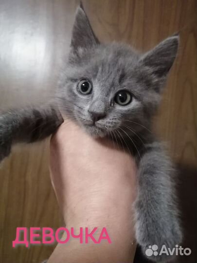 Котята мейн-кун
