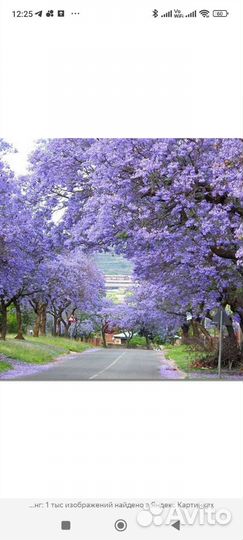 Павловния Pao Tong z 07