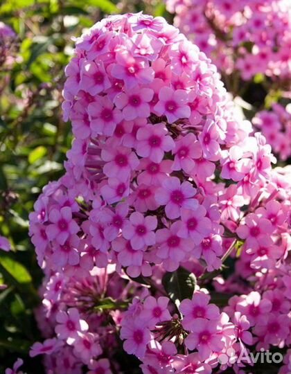 Флоксы многолетние