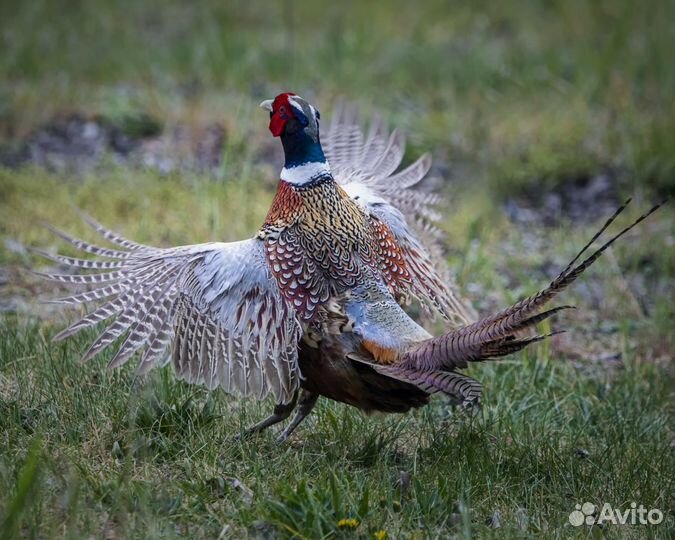 Продаём яйцо фазана