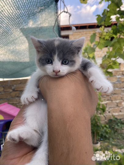Котята(Шотландские)