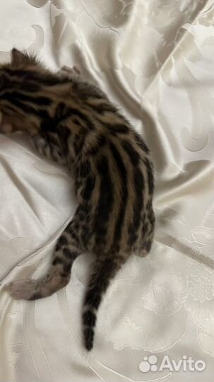 Бенгальские котята