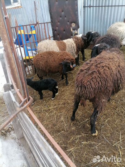 Овцы бараны курдючные
