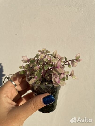 Каллизия - маленькая традесканция