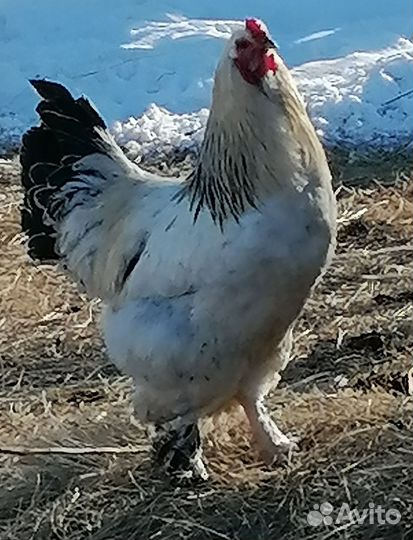 Молодые петушки