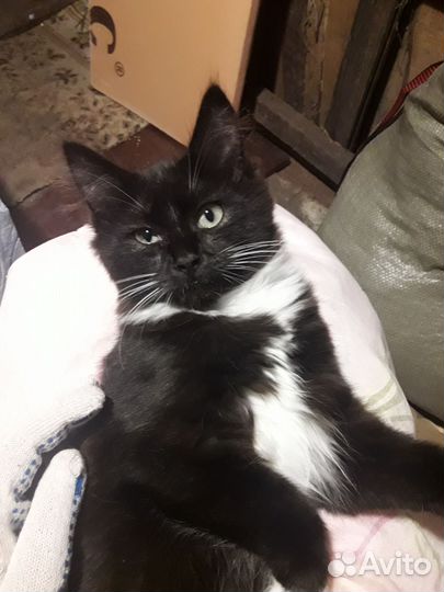 Котята в добрые руки отдам бесплатно
