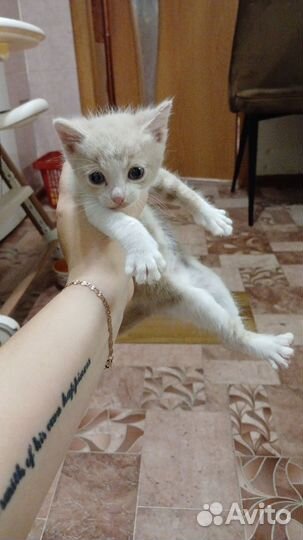 Кошка в дар бесплатно