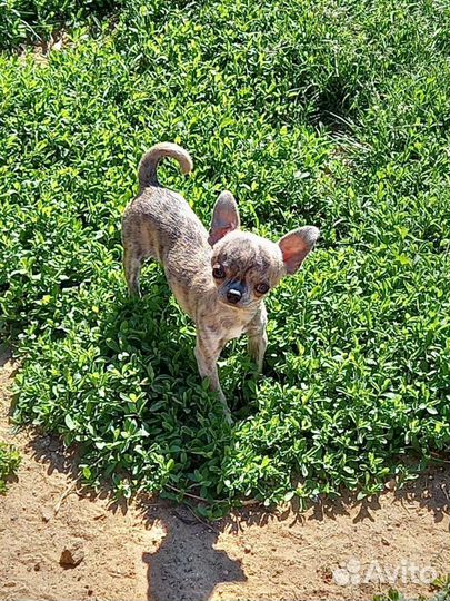 Вязка кобель чихуахуа г/ш тигр