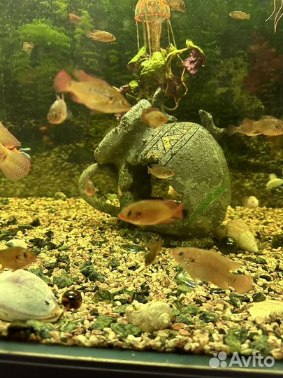 Рыбки хромис-красавец