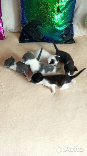 Котята в добрые руки