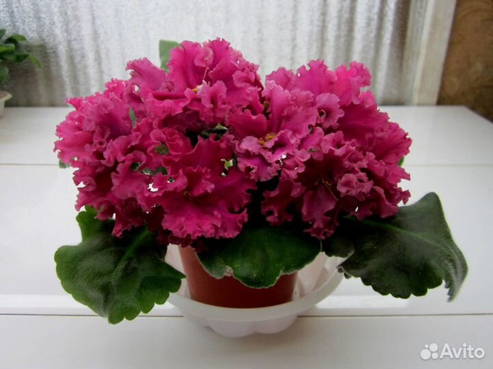 Детки сортовых фиалок