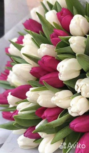 Тюльпаны к 8 марта