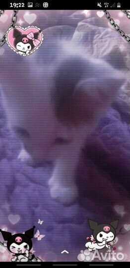 Котята турецкой ангоры