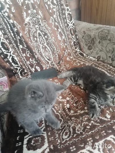 Отдам в хорошие руки вислоухих котят