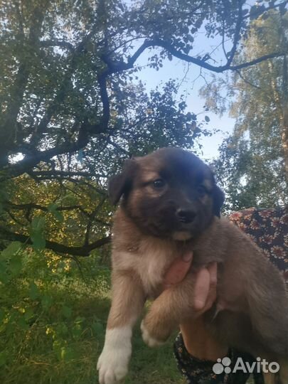 Маленькая собака в добрые руки бесплатно