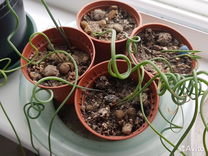 Альбука спиралевидная