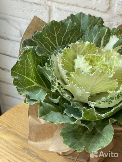 Брассика - декоративная капуста