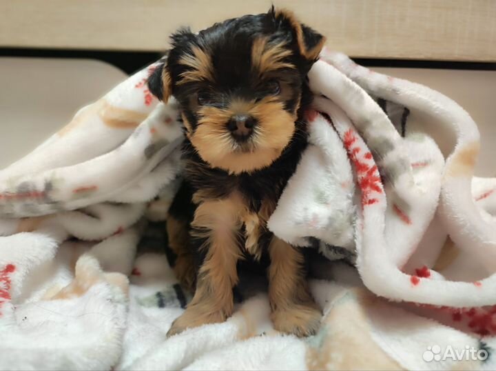 Йоркширский терьер