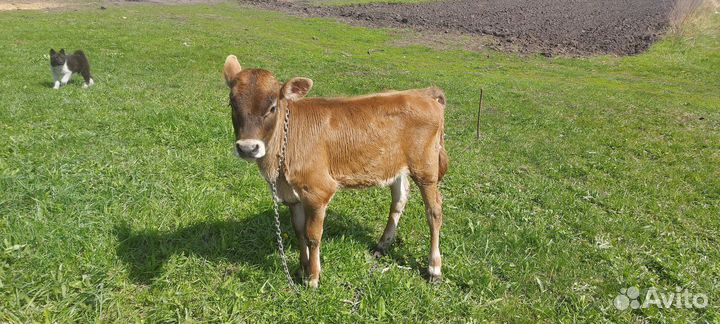 Телки 3 месяца