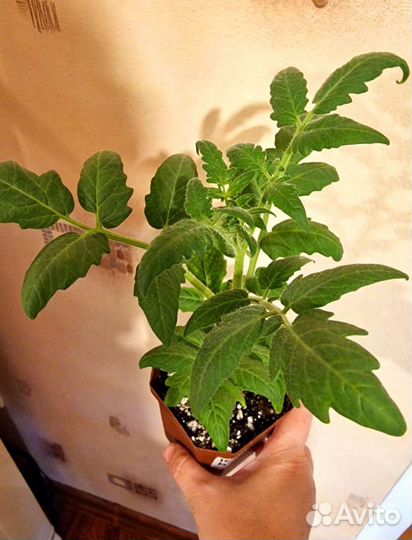 Рассада томатов