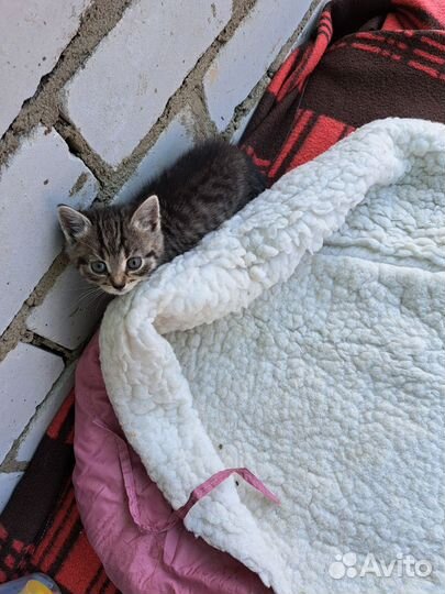 Британская кошка в дар