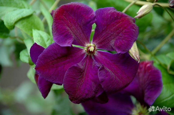 Клематис крупноцветковый Тучка