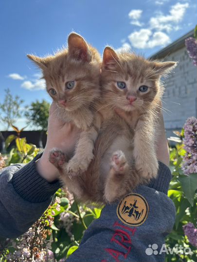 Котята