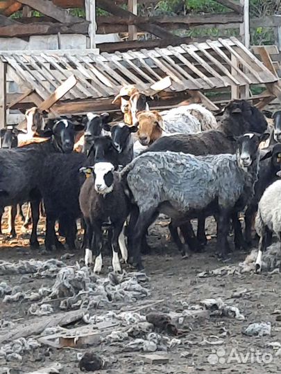 Продам стадо овец