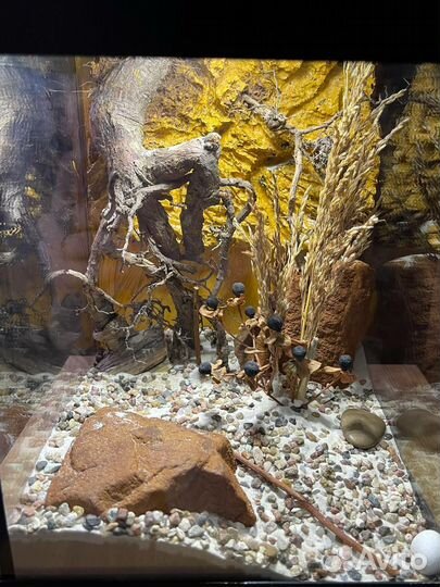 Хабитат со скорпионом и аксессуары для террариума