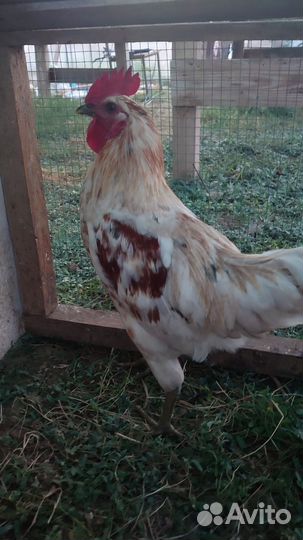 Молодые петухи