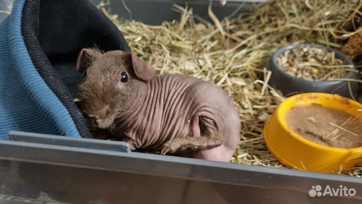 Морская свинка скинни